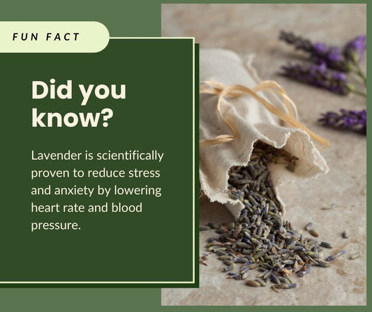 The Benefits of Lavender Essential Oil: Calm, Comfort & Quiet Moments
